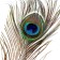 Feather Pavlin for decor, size - from 90 to 100 cm