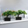 Bonsai in the pot "Tree of Life" 11,5x15 cm, mix