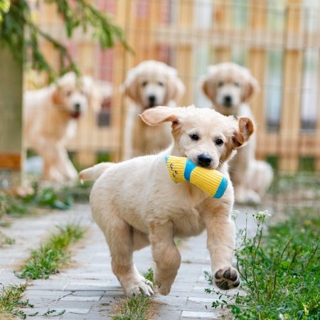 The toy is soft with a squeak yellow sock, 16 cm-5