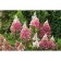 Seedling hydrangea pinky vinki, pot p9, summer 2024