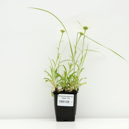 Alpine Astra "Weiss", P9 pot, 1 pc, spring 2024-2