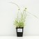 Alpine Astra "Weiss", P9 pot, 1 pc, spring 2024