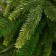 Christmas tree "Elite Light Tips" 120 cm D of the lower tier 89 cm 322 branches