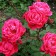 Rose Canadian Parkovaya Alexander Mackenzi, C3.5 pot, H25-45 height, 1 pc, summer 2024
