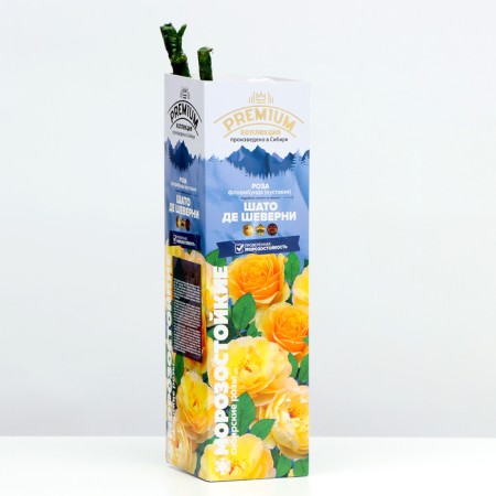 Seedling rose Chato de Cheverny, 1 pc, spring 2024-1