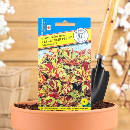 Flower Flows Koleus "Fireworks" mosaic f1, o, 10 pcs