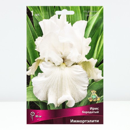 Iris bearded immorality, rr I, 1 pc, spring 2025-1