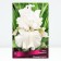 Iris bearded immorality, rr I, 1 pc, spring 2025