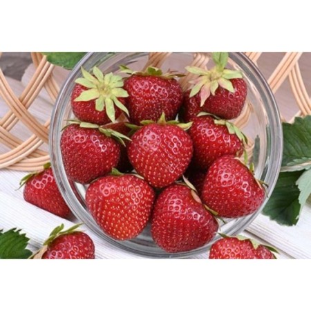 Strawberries Garden Limalekia, P9 Pot, Summer 2024