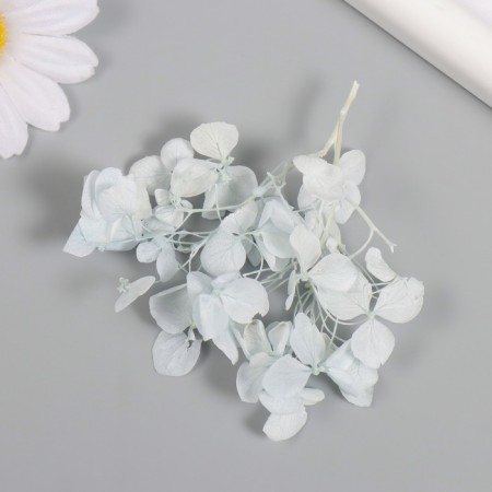 Sukhotzet "hydrangea" pale blue h = 6-6.5 cm-2