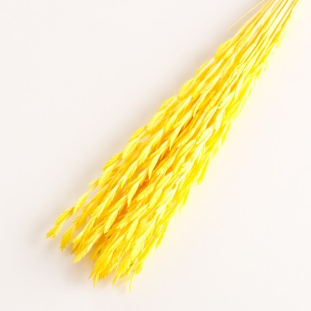 Set of dried flowers "Raigrace", banch 21 pcs, length 60 (+/- 6 cm), yellow-2