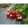 Strawberry garden honey, p9 pot, 1 pc, summer 2024