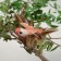Birds for decor and floristry, on clothespin, mix, plastic, 1pcs, 8 x 8 cm