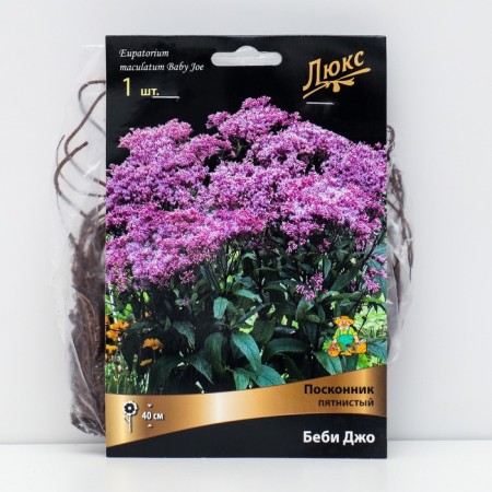 Roskontika "Friday Baby Joe", 1 pc, rr I, spring 2025