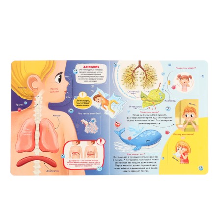 Book with windows "Anatomy"-3