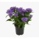 Astra Alpine Goliath, pot C2, 1 pc, summer 2024