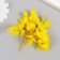 Sukhotzet "hydrangea" yellow h = 6-6.5 cm
