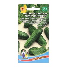 Seeds of cucumber 
