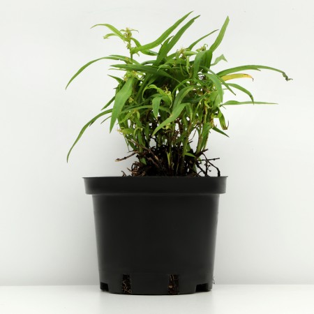 Shrub Astra "Jenny", pot C3, 1 pc, Spring 2024-1