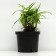 Shrub Astra "Jenny", pot C3, 1 pc, Spring 2024