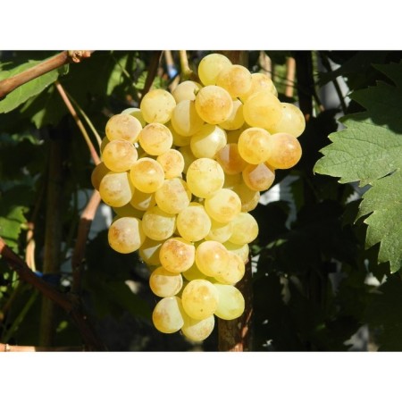 Seedling grapes Kishmish citrine, 1 pc, spring 2024