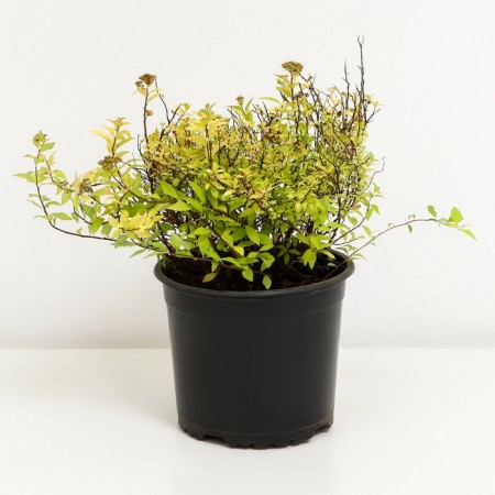 Spirea Japanese Zen Spirit Gold, C2 pot, H10-50 height, 1 pc, summer 2024-1
