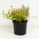 Spirea Japanese Zen Spirit Gold, C2 pot, H10-50 height, 1 pc, summer 2024