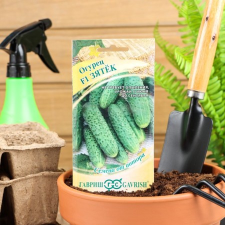 Cucumber seeds "Zyatk" F1, early -grown, parthenocarpic, 10 pcs.-1