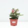Astilba hybrid junik Pink, C1.5 pot, H10-50 height, 1 pc, summer 2024