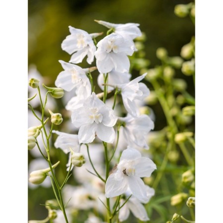 Delphinium Pacific Maginum Fauntein White, rr I, 1 pc, spring 2025