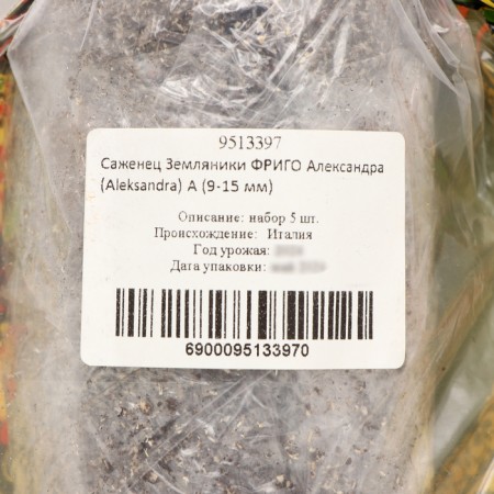 Strawberry Frigor's seedling Alexander (aleksandra) a (9-15 mm), 5 pcs-3