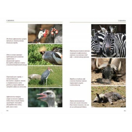 Ecology is interesting. Babenko V.-4