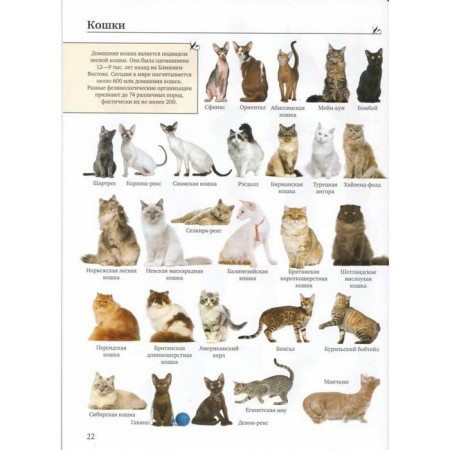 Big illustrated guide of everything. 5,000 illustrations that can be considered for a whole year-2