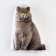 Decorative Ethel Pillow "Cat" 33x40 cm, velor, 100% p/e