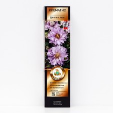 Clematis large -flowered suite 
