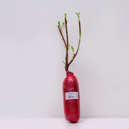 Currant Black Prospective varieties "Maryushka", 1 pc, tube, spring 2025-2