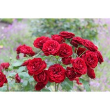 Sahenian Rosa Corddes Floribunda 