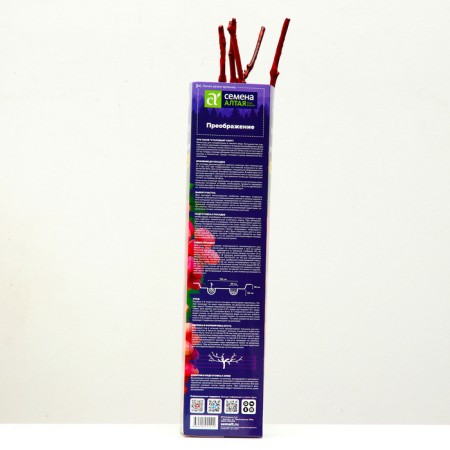 Grape seedling "Transfiguration", 1 pc, spring 2024-2