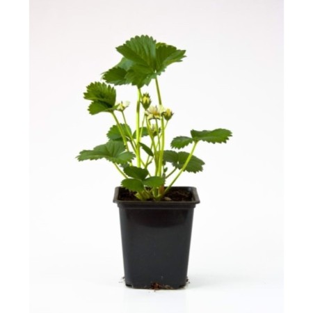 Strawberry garden measles, p9 pot, summer 2024