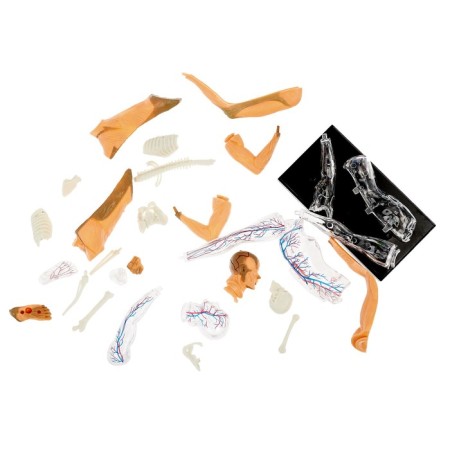 Scientific experience "human body", in the package-2