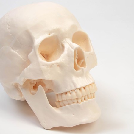 Model "Human Skull" 20*15*18cm-6