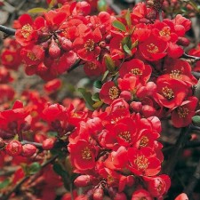 Aiva Gorgeous (Henomeles) 
