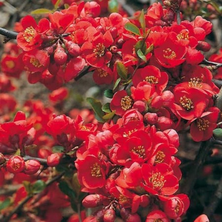 Aiva Gorgeous (Henomeles) "Crimson and Gold", Tuba, 1 pc, spring 2025