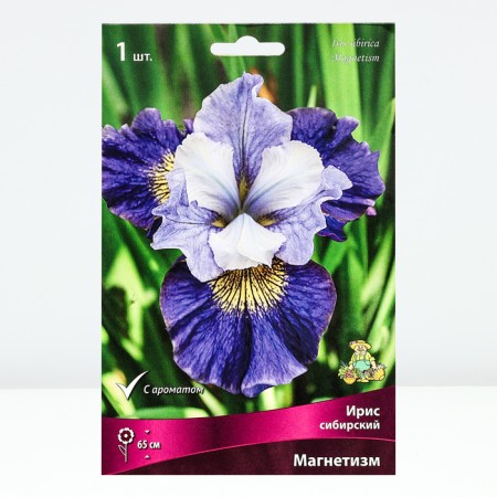 Iris Siberian magnetism, rr I, 1 pc, spring 2025-1