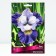 Iris Siberian magnetism, rr I, 1 pc, spring 2025