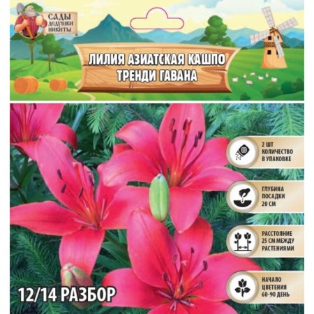 Lilia Asian Kashpo "Trendy Havanna", district 12/14, 2 pcs, spring 2024