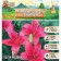 Lilia Asian Kashpo "Trendy Havanna", district 12/14, 2 pcs, spring 2024
