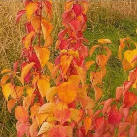 Deren Blood-red Magik Flem, pot C2, 1 pc, summer 2024