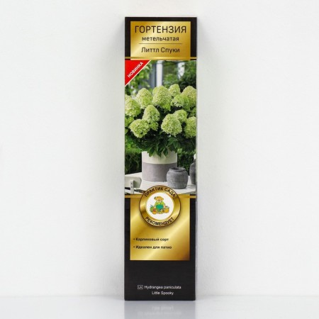 Hydrangea blizzard Patio Lux "Littl Slob", 1 pc, tube, spring 2025