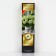Hydrangea blizzard Patio Lux "Littl Slob", 1 pc, tube, spring 2025